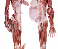 Silicone Plastinates