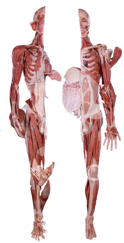 Silicone Plastinates
